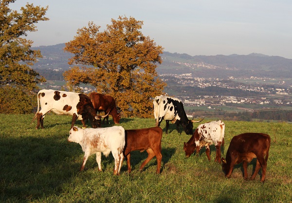 Herde auf der Weide